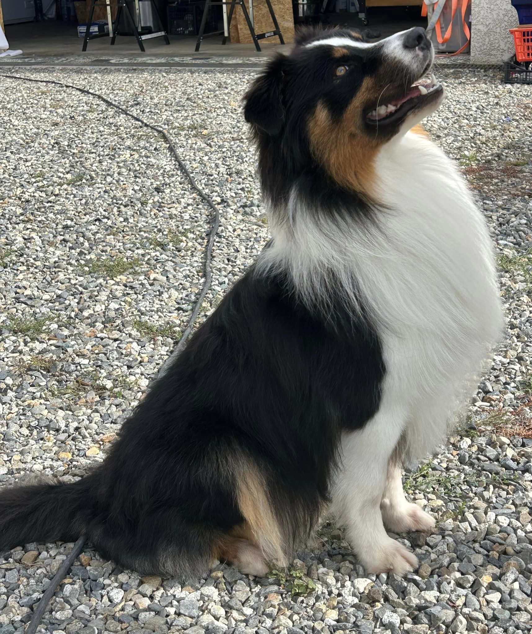 Talky chien toilettage